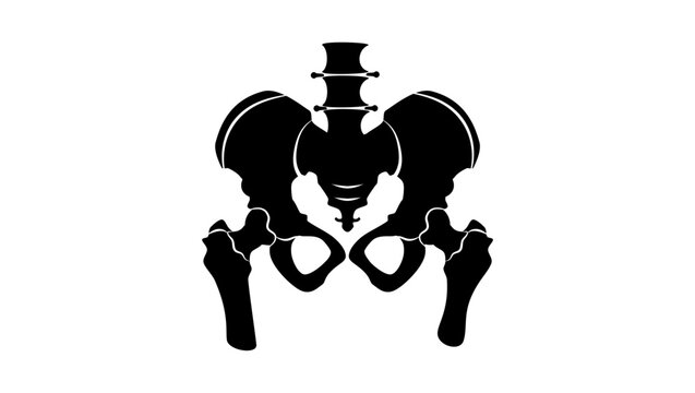 Bony pelvis, black isolated silhouette