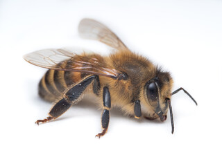 Honey Bee, Apis mellifera, Worker on White Background