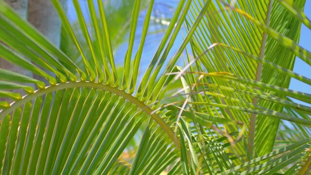 Lush Green Palm Trees Background in 4k slow motion 60fps