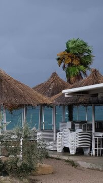 Powerful wind blowing the coast of Njivice, Croatia one day after Storm Ciar&aacute;n smashed into Krk Island. Beautiful rain curtain above the disquiet sea surface. Palm tree in the wind.