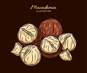Vector macadamia nut illustration. Shelled and cracked macadamia nuts. Nut kernels and shells
