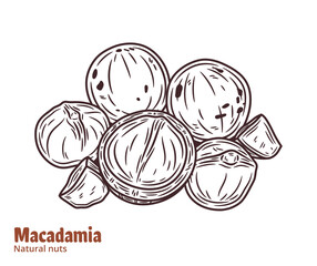 Vector macadamia nut illustration. Shelled and cracked macadamia nuts, kernels and shells