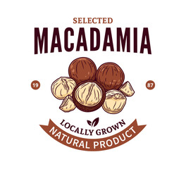 Vector macadamia nut colorful logo. Macadamia nut kernels and shells illustration