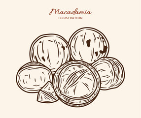 Vector macadamia nut hand-drawn illustration. Macadamia nut kernels and shells