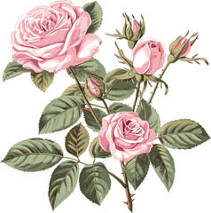 Rose Vector Blossom clipart Elegant Flower illustration