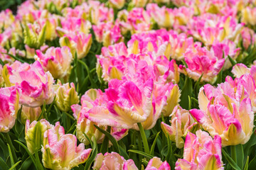 Obraz premium Close up of tulips in full bloom in a tulip field in the Netherlands