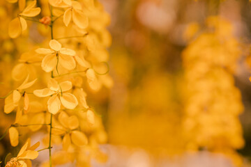 Vishu Kani konna close up image 