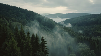 Aerial view of misty pine forest with river and cloudy sky