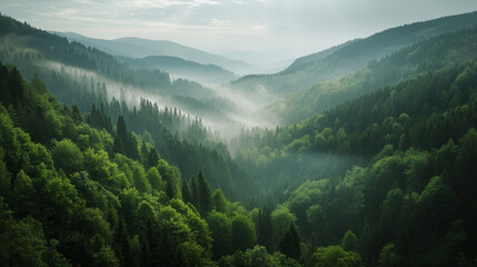 Misty forested valley with sunrays piercing through the haze