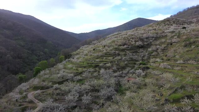 Aerial view of cherry blossom in the Jerte Valley in spring. Extremadura, Spain