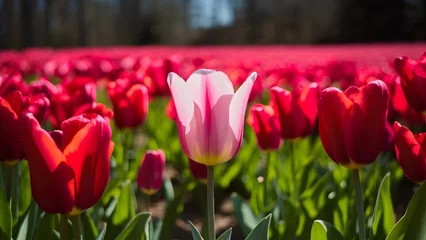 Wandcirkels aluminium Pink tulip bloom in red tulips field under spring sunlight © Muhammad Ishaq