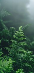 Fototapeta na wymiar Background nature fern. Beautiful fern leaf texture in nature. Natural ferns in the morning dew