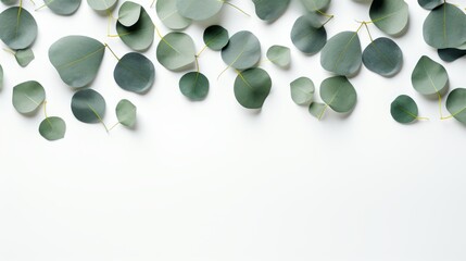 Minimalistic eucalyptus branch banner on white background for eco friendly cosmetic products