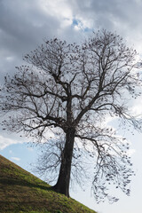 丘の斜面に立つ大木