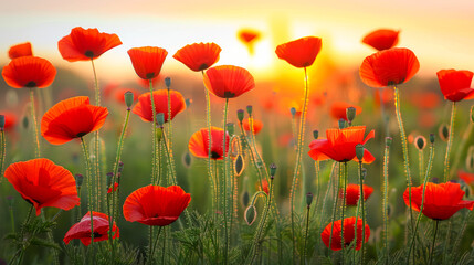 A field of red poppies with the sun setting in the background. The sun is casting a warm glow on the flowers, making them look even more vibrant and beautiful. The scene is peaceful and serene - obrazy, fototapety, plakaty