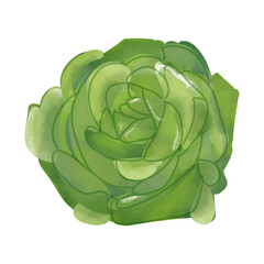 Watercolor green cabbage isolated on white background 