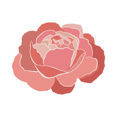 Modern abstract peony flower. Vector cute illustration on white background.