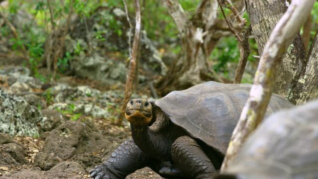 Close look at an aged Gal&aacute;pagos tortoise with a yellowish head.