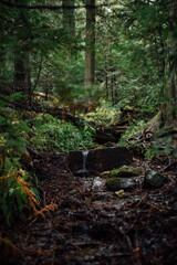 Stream in the Woods