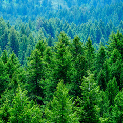 Lush Green Pine Forest Forrest Environment Preservation