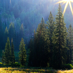 Sunlight on Lush Green Pine Trees in Wilderness Mountains