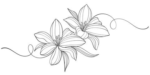 Sketch Floral Botany Collection. flower drawings. Black and white with line art on white backgrounds. Hand Drawn Botanical Illustrations.Vector.