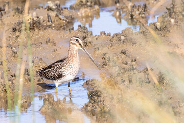 African Snipe (Gallinago nigripennis) aka Ethiopian Snipe on tidal mud flats in Berg River Estuary, West Coast, South Africa