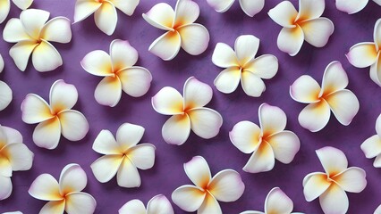 Soft purple and blue plumeria frangipani flower background abstract