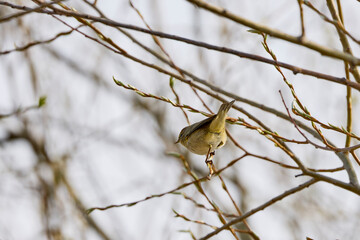 (Phylloscopus collybita) sits on a tree branch.