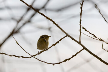 (Phylloscopus collybita) sits on a tree branch.