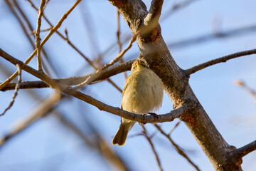 (Phylloscopus collybita) sits on a tree branch.