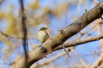 (Phylloscopus humei) standing on a tree branch.