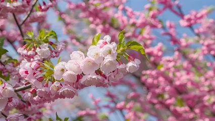 Fototapeten Spring blossoms form a beautiful backdrop bursting with colors © Muhammad Ishaq