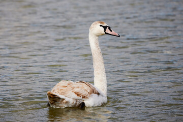 a young swan floating on a lake.