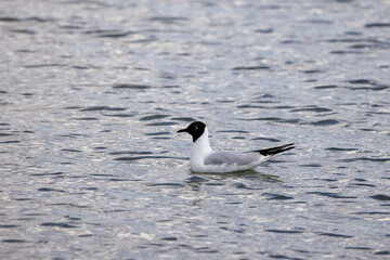 gull swimming on a lake on a sunny day.