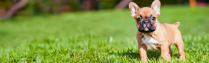 A curious fawn-colored French Bulldog puppy exploring a lush green lawn, showcasing the playfulness and cuteness of young pets.
 - obrazy, fototapety, plakaty