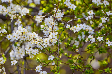 spring landscape with a blooming tree