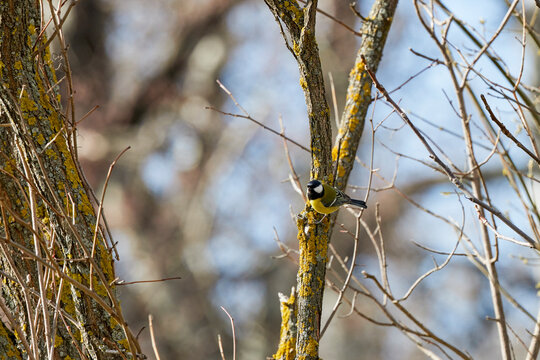 (Cyanistes caeruleus, syn. Parus caeruleus) on a tree branch.