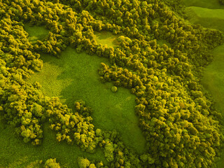 Green hills with trees and fresh green grass. Aerial top down view