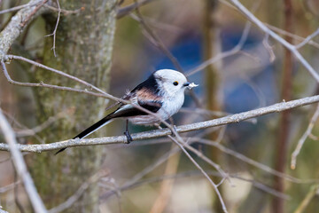 (Aegithalos caudatus) during the spring gathers flakes to build its nest.