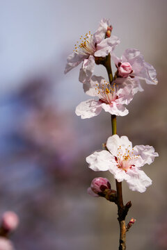 spring landscape with a blooming tree