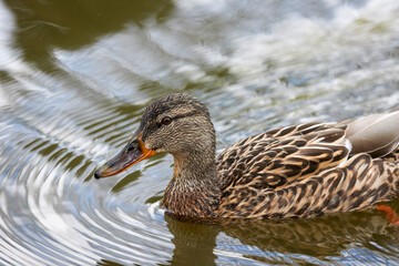 portrait with a wild duck on a lake.