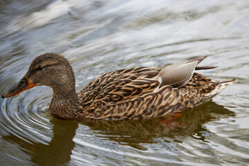 portrait with a wild duck on a lake.