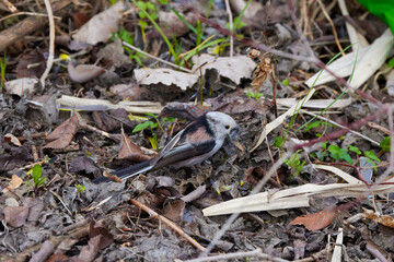 (Aegithalos caudatus) during the spring gathers flakes to build its nest.