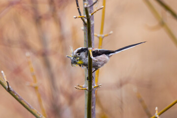 (Aegithalos caudatus) during the spring gathers flakes to build its nest.