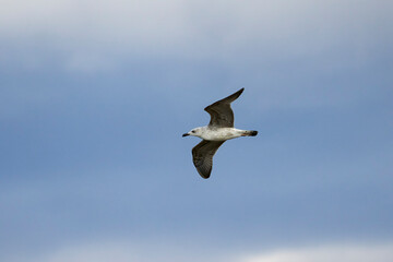 gull in flight in the clear sky