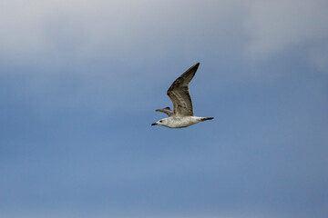 gull in flight in the clear sky