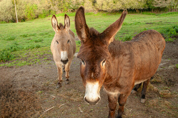 MONTE GATO, COIROS, BETANZOS, LA CORUÑA
