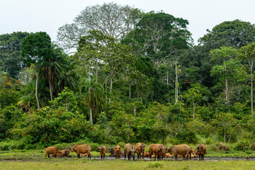 African forest buffalo (Syncerus caffer nanus) in Lango Bai. Odzala-Kokoua National Park. Cuvette-Ouest Region. Republic of the Congo