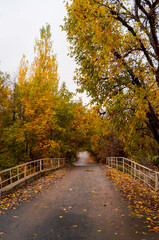 autumn in the park